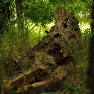 Gallery Photo 5