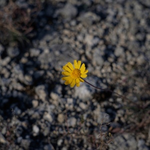 Gallery Photo 16