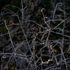 Gallery Photo 26