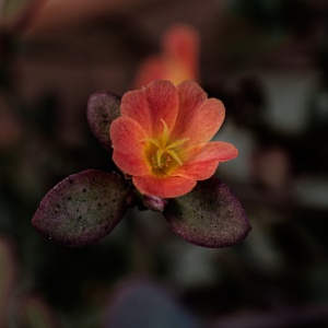 Gallery Photo 13