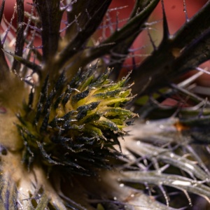 Gallery Photo 7