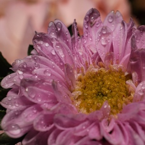 Gallery Photo 11