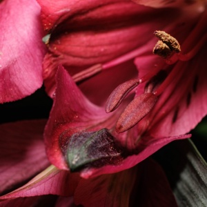 Gallery Photo 13