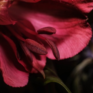 Gallery Photo 15