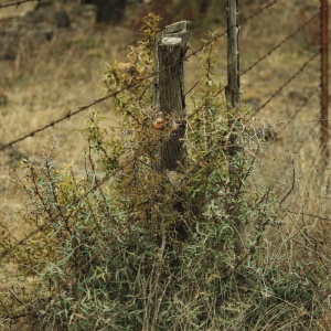Gallery Photo 7