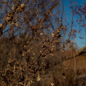 Gallery Photo 12
