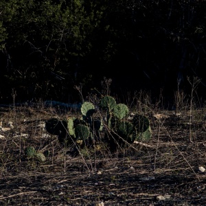 Gallery Photo 0